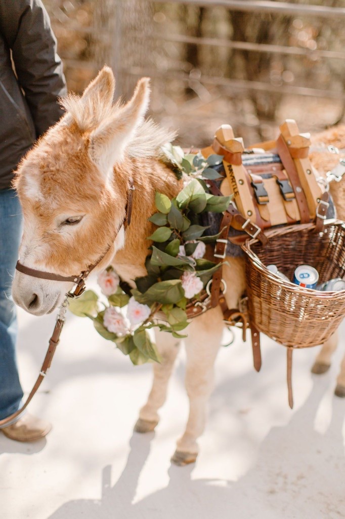 A mini donkey wearing a flower garland, carrying beverages in a woven saddle basket